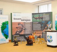 IDEA və Rusiya WWF bəbirlərin Qafqaza qaytarılması ilə məşğul olacaq